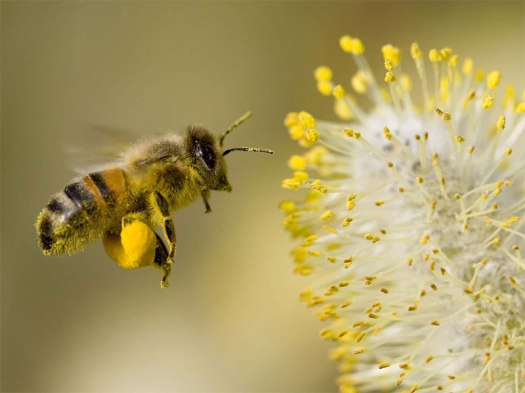 bee-collecting-pollen-600h