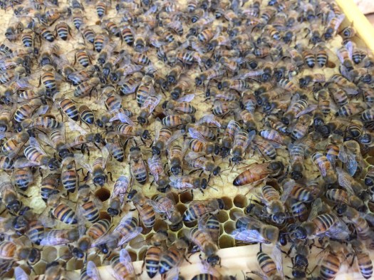 Unmarked new queen on brood frame