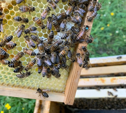 Bucks Bees Queen Marked Blue